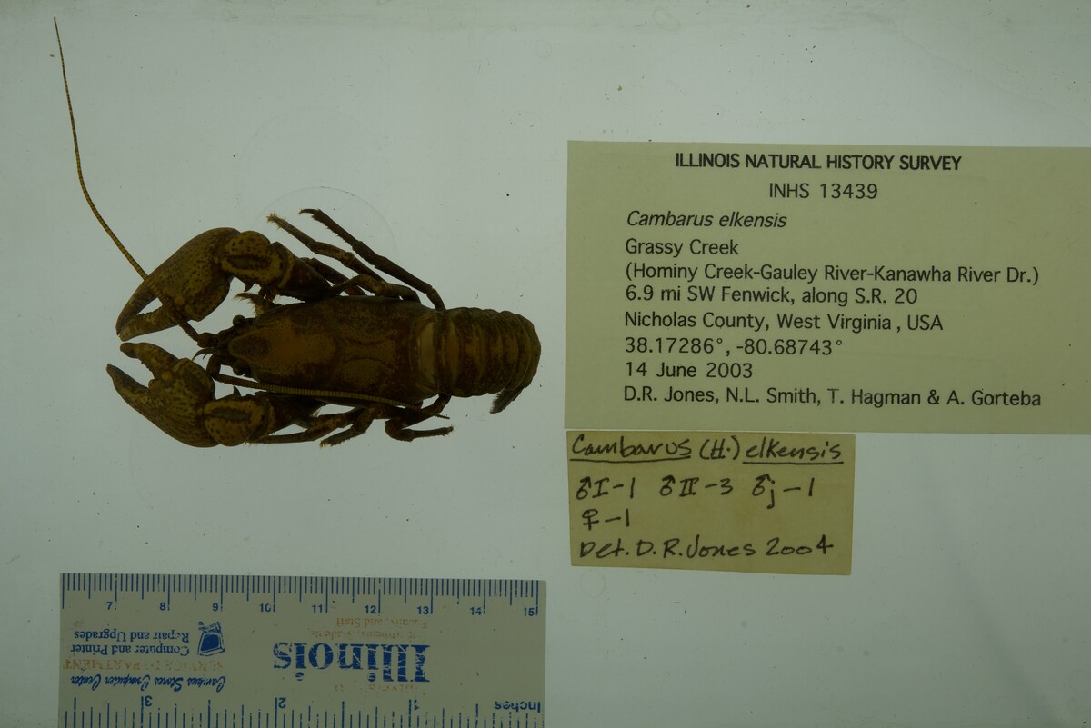 Cambarus elkensis image